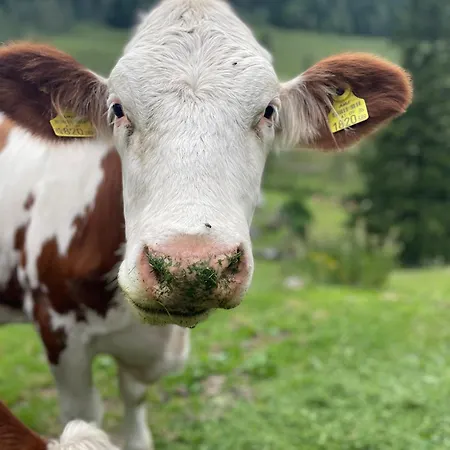 Wulfeniahuette - Dolinza Alm דירה Vorderberg