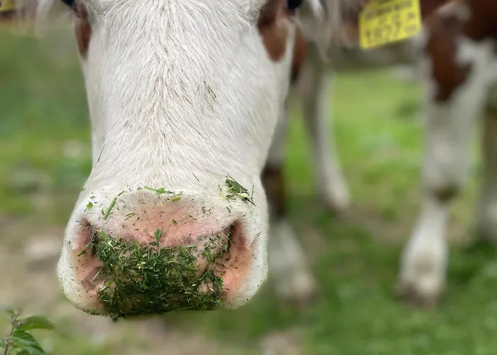 דירה Wulfeniahuette - Dolinza Alm *