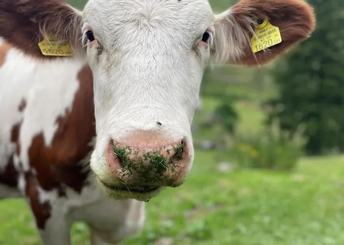 Wulfeniahuette - Dolinza Alm Vorderberg